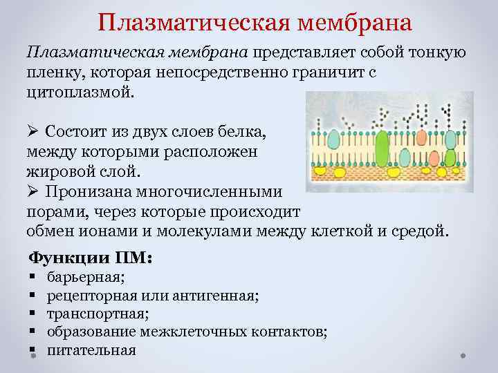 Плазматическая мембрана представляет собой тонкую пленку, которая непосредственно граничит с цитоплазмой. Ø Состоит из