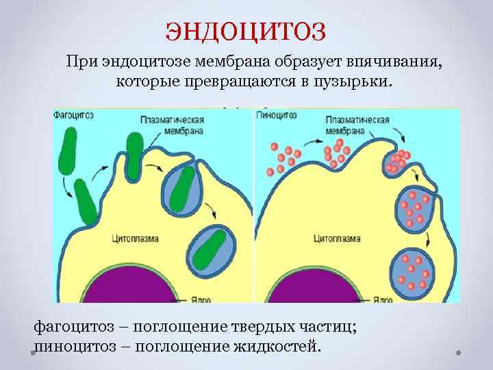 ЭНДОЦИТОЗ При эндоцитозе мембрана образует впячивания, которые превращаются в пузырьки. фагоцитоз – поглощение твердых