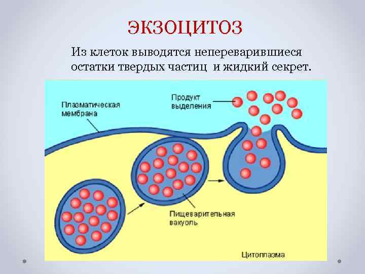 ЭКЗОЦИТОЗ Из клеток выводятся непереварившиеся остатки твердых частиц и жидкий секрет. 