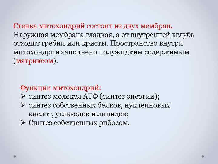 Стенка митохондрий состоит из двух мембран. Наружная мембрана гладкая, а от внутренней вглубь отходят