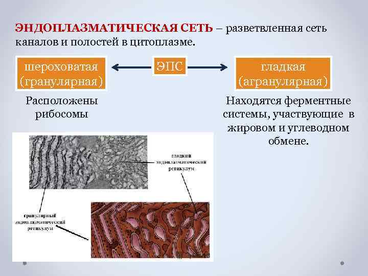 ЭНДОПЛАЗМАТИЧЕСКАЯ СЕТЬ – разветвленная сеть каналов и полостей в цитоплазме. шероховатая (гранулярная) Расположены рибосомы