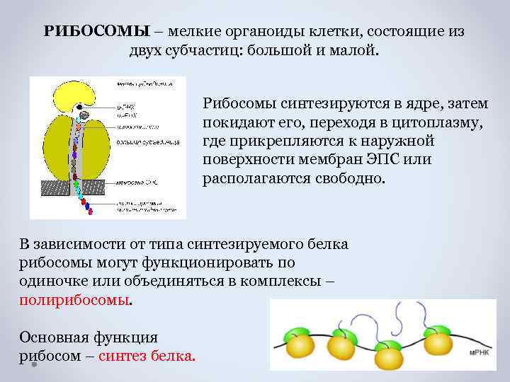 У эукариот рибосомы образуются