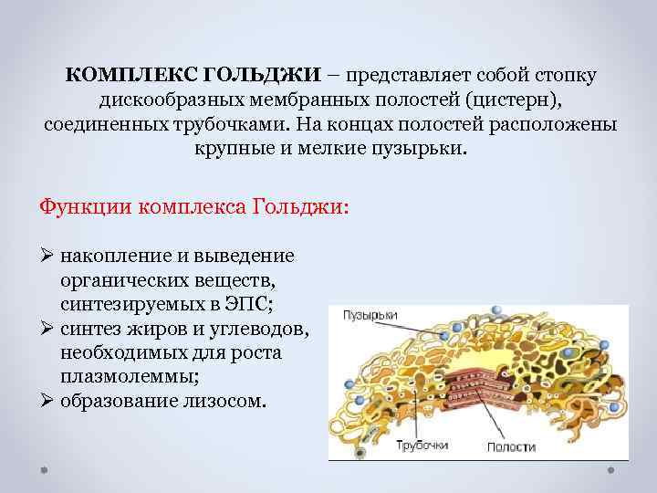 Комплекс гольджи