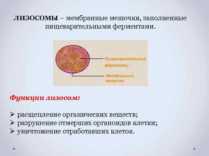 ЛИЗОСОМЫ – мембранные мешочки, заполненные пищеварительными ферментами. Функции лизосом: Ø расщепление органических веществ; Ø