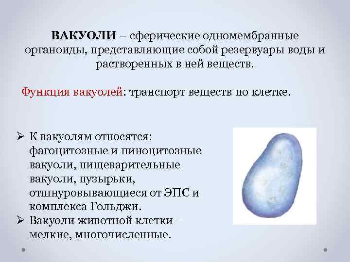 ВАКУОЛИ – сферические одномембранные органоиды, представляющие собой резервуары воды и растворенных в ней веществ.