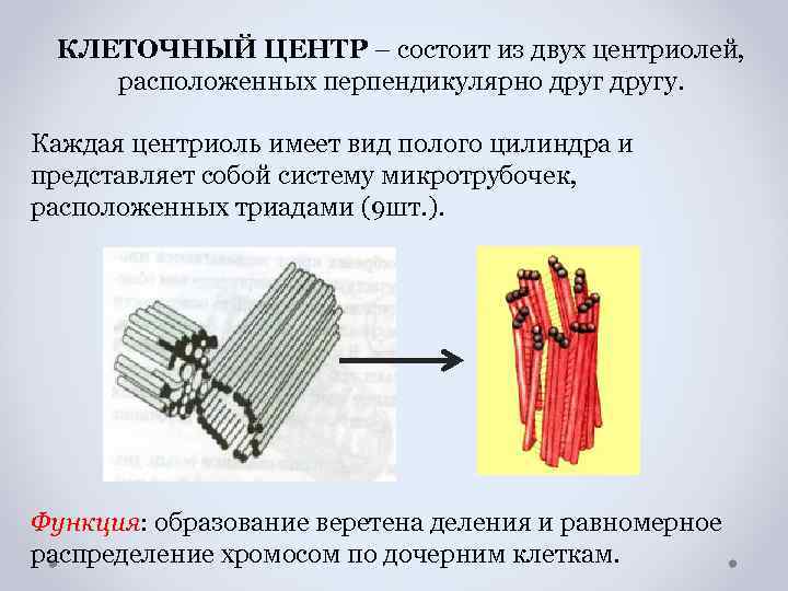 КЛЕТОЧНЫЙ ЦЕНТР – состоит из двух центриолей, расположенных перпендикулярно другу. Каждая центриоль имеет вид