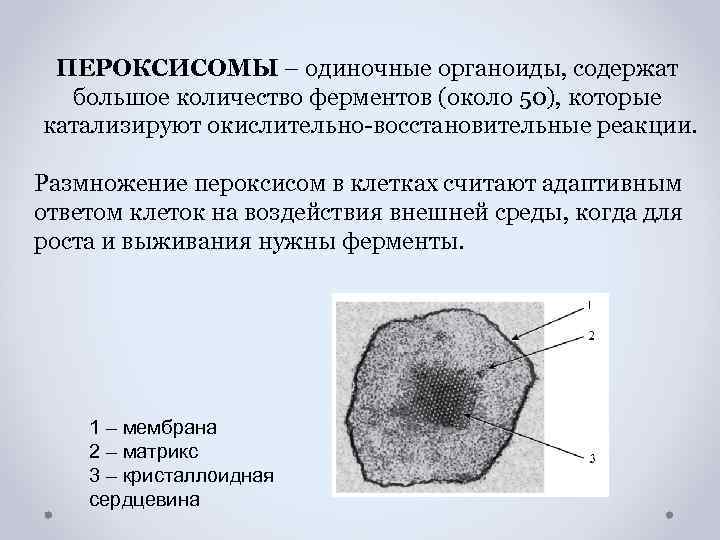 ПЕРОКСИСОМЫ – одиночные органоиды, содержат большое количество ферментов (около 50), которые катализируют окислительно-восстановительные реакции.