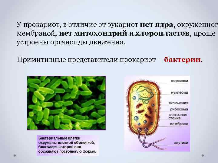 У прокариот, в отличие от эукариот нет ядра, окруженного мембраной, нет митохондрий и хлоропластов,