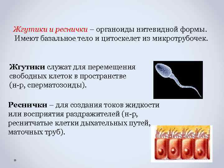 Функция жгутиков и ресничек