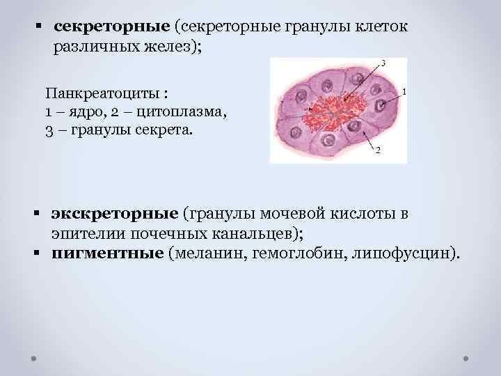 Включения цитоплазмы имеющие собственную окраску. Секреторные гранулы в клетках Лейдига. Секреторные гранулы строение. Секреторные включения в клетках кожи аксолотля.