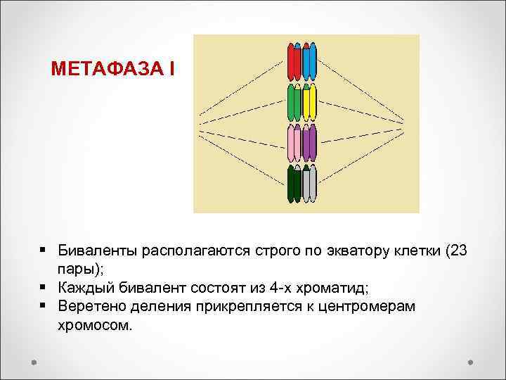 МЕТАФАЗА I § Биваленты располагаются строго по экватору клетки (23 пары); § Каждый бивалент