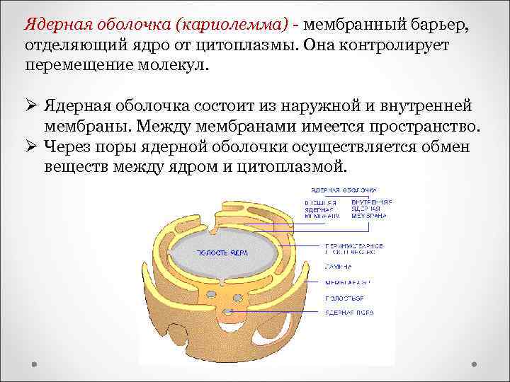 Ядерная оболочка (кариолемма) - мембранный барьер, отделяющий ядро от цитоплазмы. Она контролирует перемещение молекул.