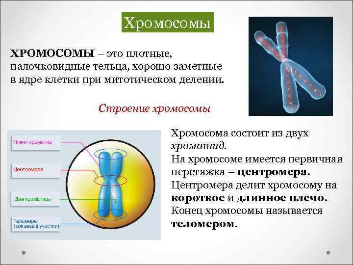 Хромосомы ХРОМОСОМЫ – это плотные, палочковидные тельца, хорошо заметные в ядре клетки при митотическом