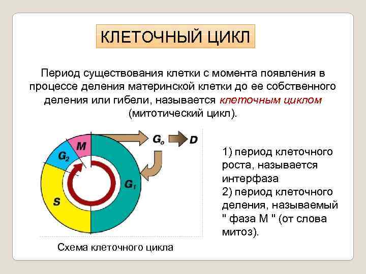 Схема клеточный цикл егэ биология