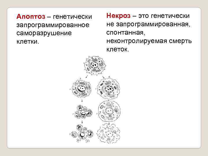 Отличие некроза от апоптоза. Отличие апоптоза от некроза таблица. Апоптоз и некроз. Апоптоз и некроз схема. Некроз и апоптоз клетки.