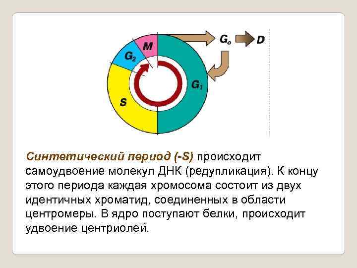 Синтетический период (-S) происходит самоудвоение молекул ДНК (редупликация). К концу этого периода каждая хромосома