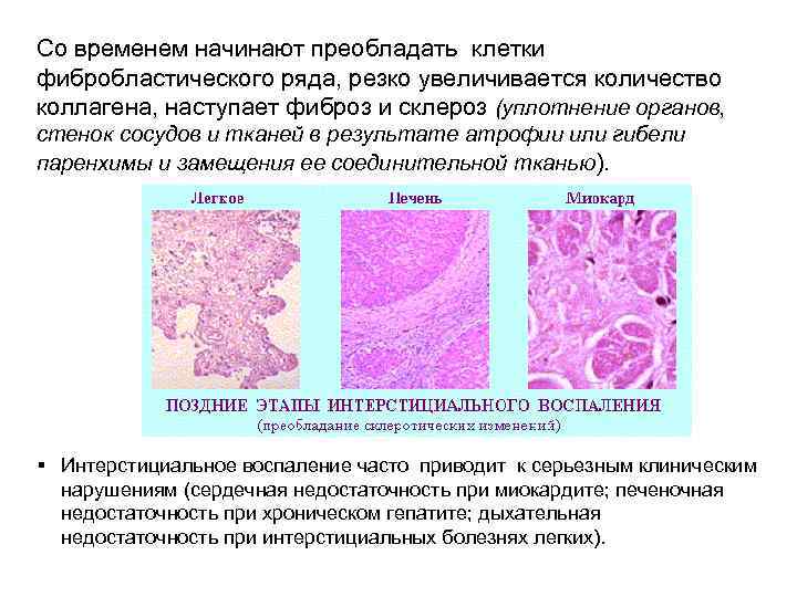 Со временем начинают преобладать клетки фибробластического ряда, резко увеличивается количество коллагена, наступает фиброз и