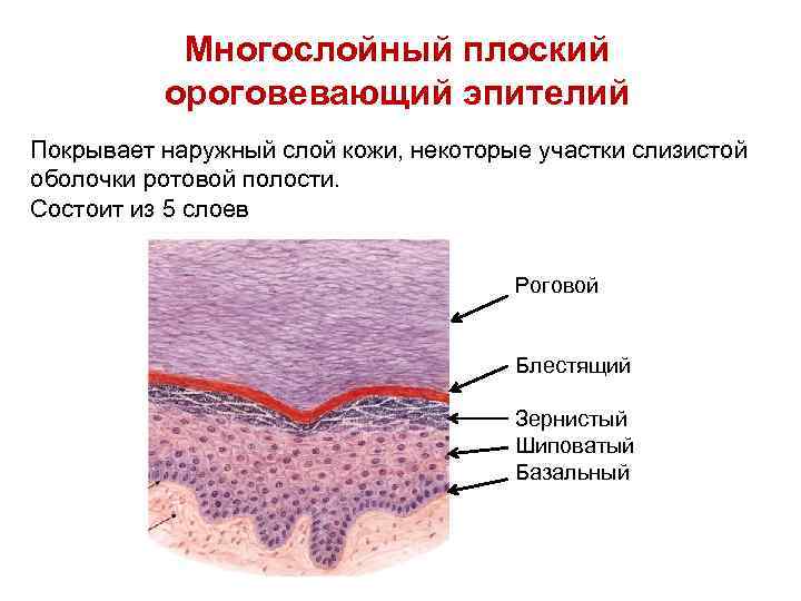 Пролиферация железистого эпителия на фоне воспаления