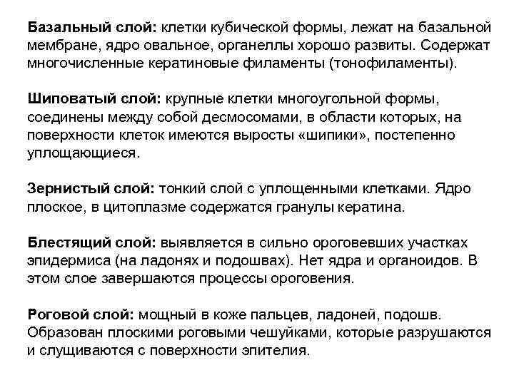 Базальный слой: клетки кубической формы, лежат на базальной мембране, ядро овальное, органеллы хорошо развиты.