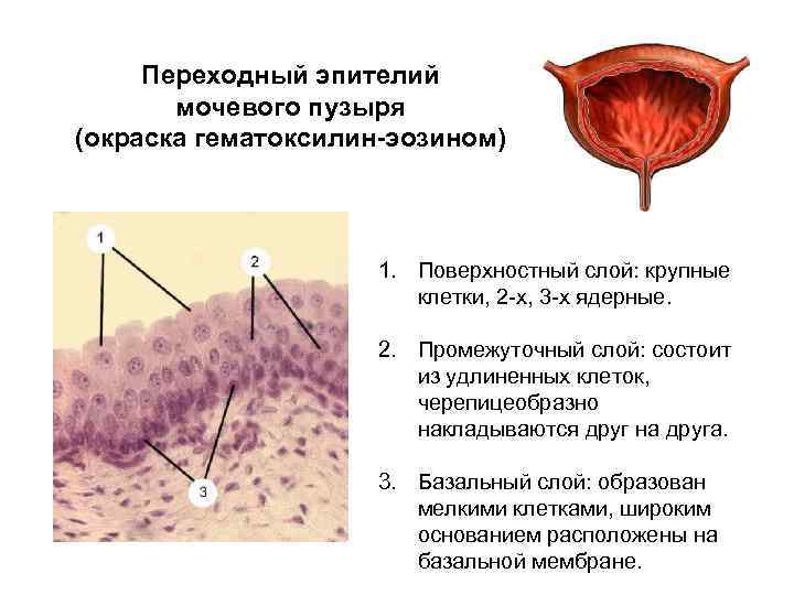 Какими буквами обозначены изображения эпителиальной ткани