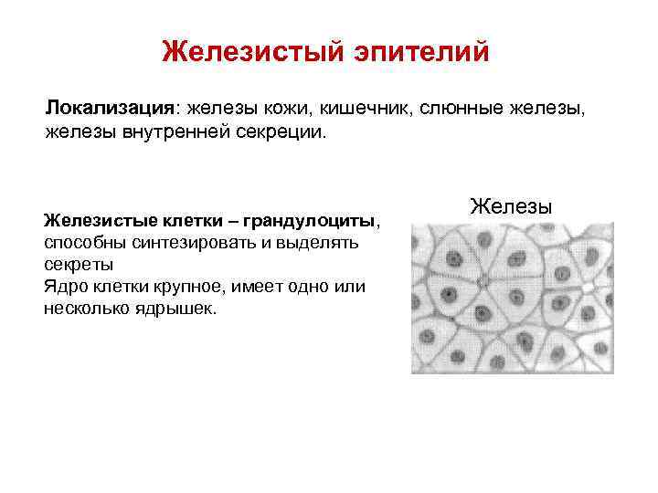 Гиперплазированный железистый эпителий на фоне крови