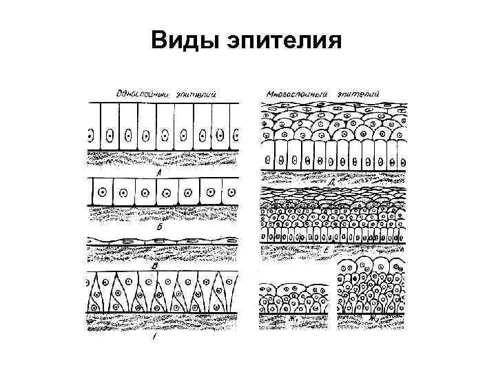 Виды эпителия 