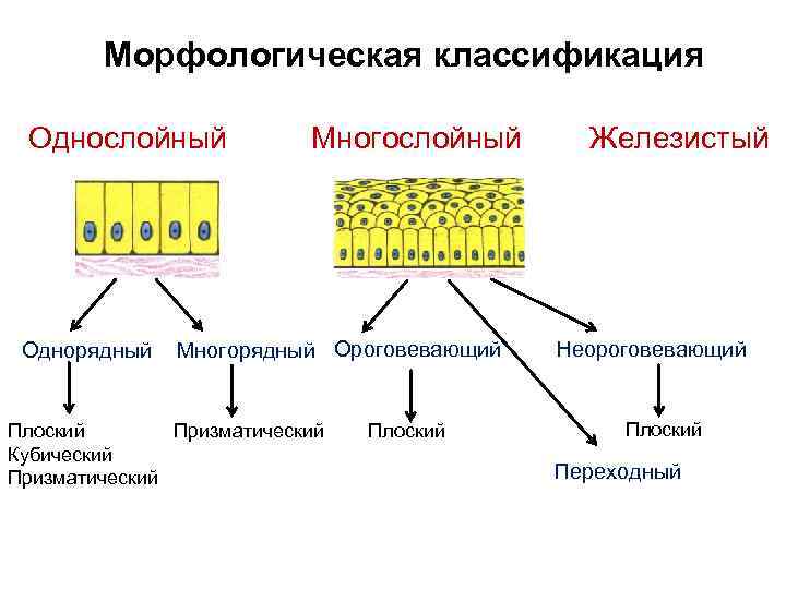 Морфологическая классификация Однослойный Однорядный Многослойный Многорядный Ороговевающий Призматический Плоский Кубический Призматический Плоский Железистый Неороговевающий