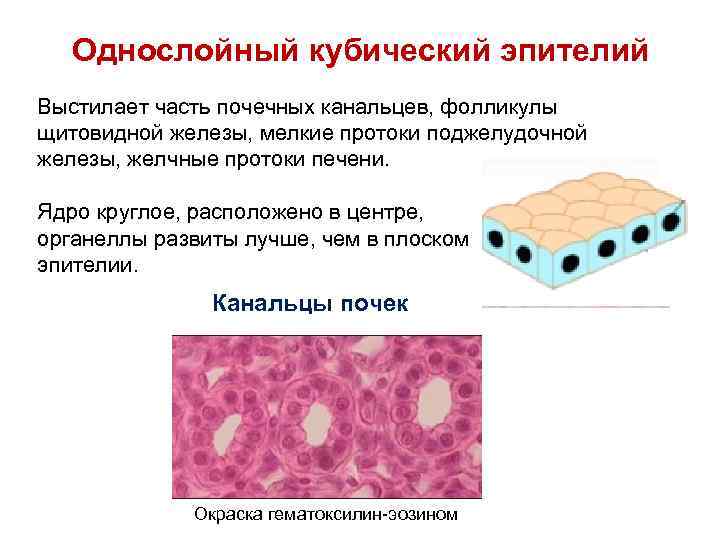 Кубический однослойный эпителий рисунок