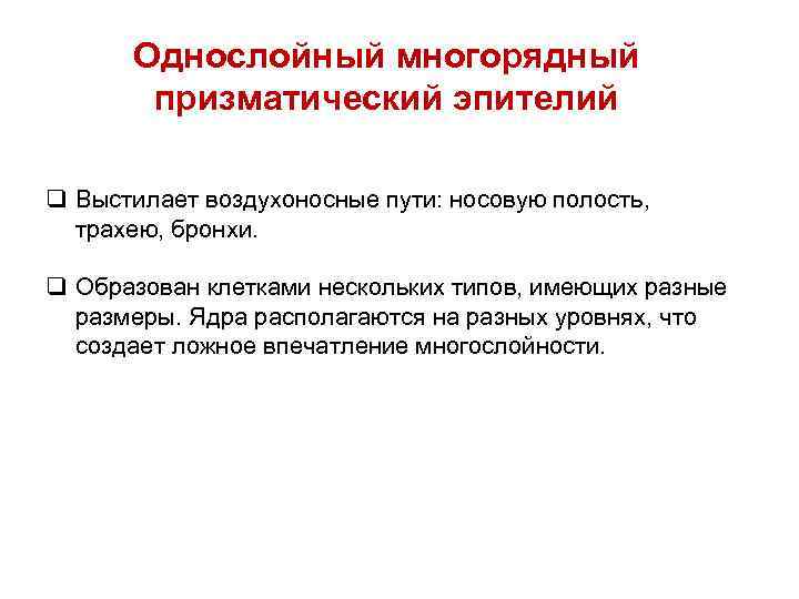 Однослойный многорядный призматический эпителий q Выстилает воздухоносные пути: носовую полость, трахею, бронхи. q Образован