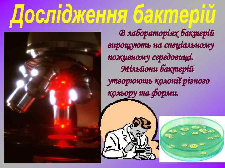 В лабораторіях бактерій вирощують на спеціальному поживному середовищі. Мільйони бактерій утворюють колонії різного кольору