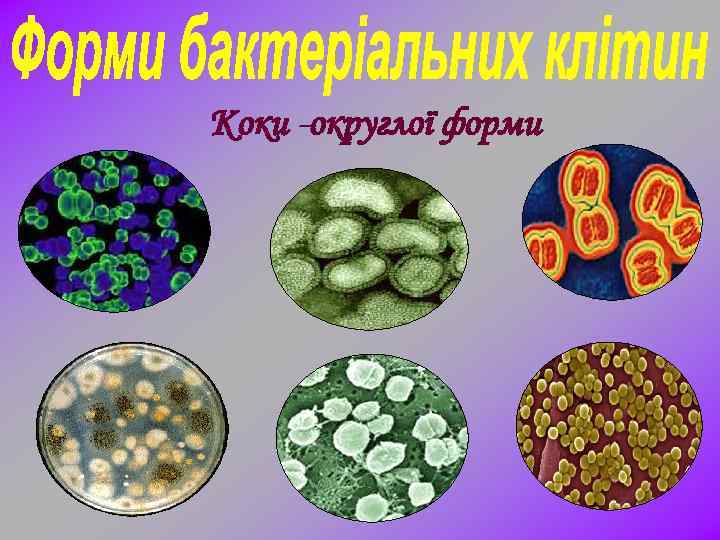 Коки -округлої форми 