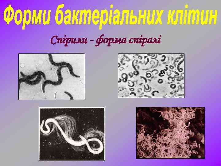 Спірили - форма спіралі 