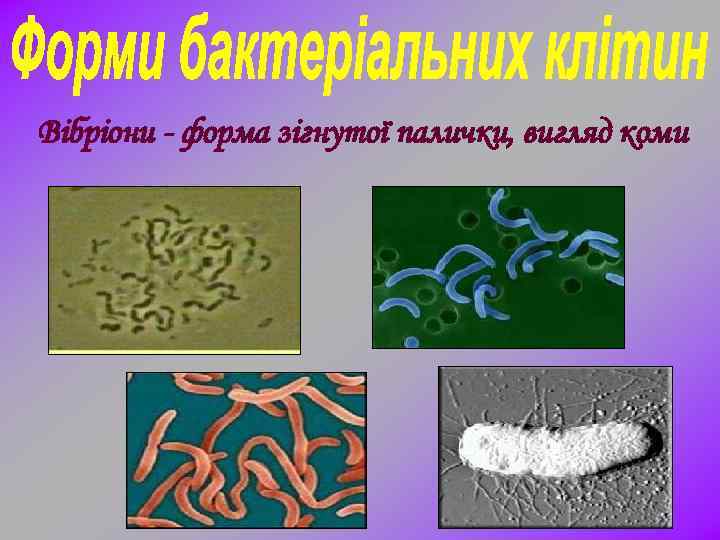 Вібріони - форма зігнутої палички, вигляд коми 