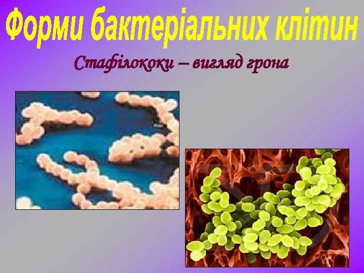 Стафілококи – вигляд грона 