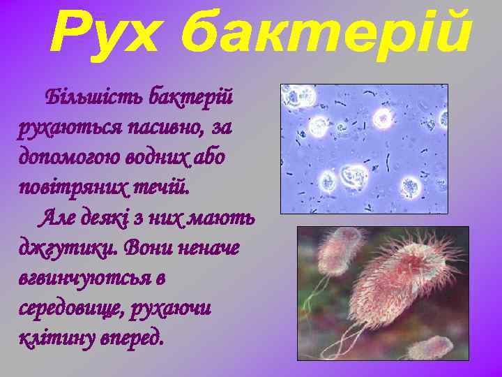Більшість бактерій рухаються пасивно, за допомогою водних або повітряних течій. Але деякі з них