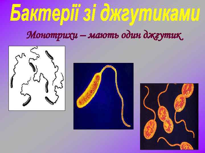 Монотрихи – мають один джгутик 