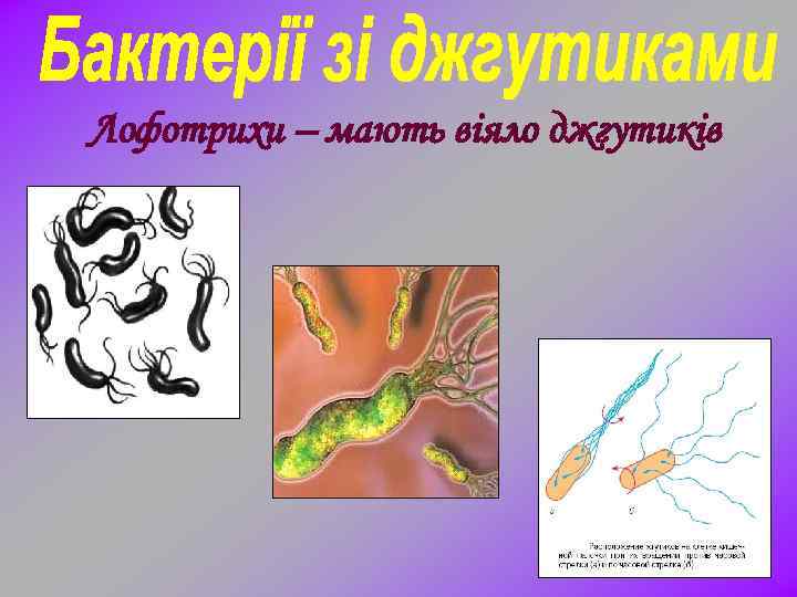 Лофотрихи – мають віяло джгутиків 