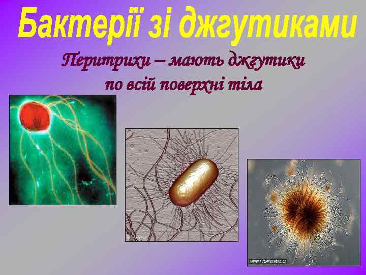 Перитрихи – мають джгутики по всій поверхні тіла 
