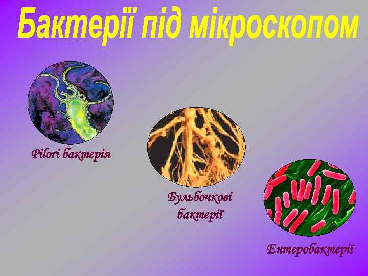 Pilori бактерія Бульбочкові бактерії Ентеробактерії 
