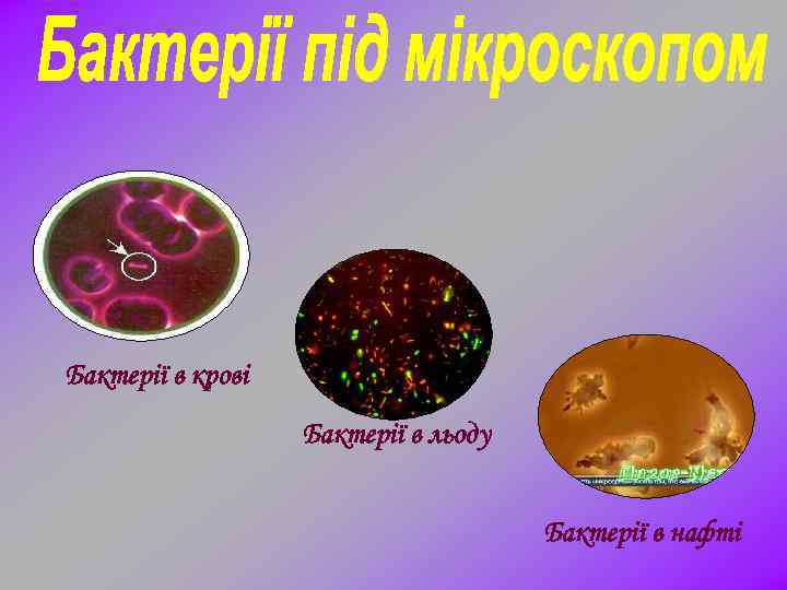 Бактерії в крові Бактерії в льоду Бактерії в нафті 