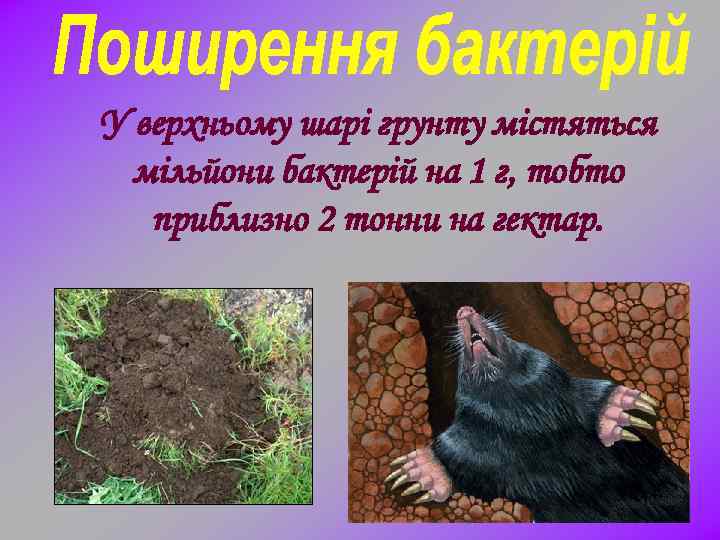 У верхньому шарі грунту містяться мільйони бактерій на 1 г, тобто приблизно 2 тонни
