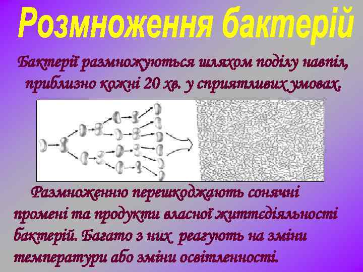 Бактерії размножуються шляхом поділу навпіл, приблизно кожні 20 хв. у сприятливих умовах. Размноженню перешкоджають