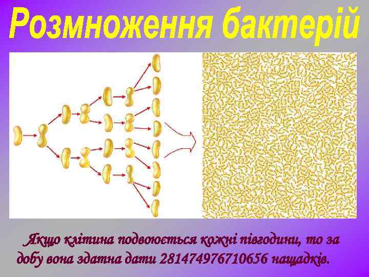 Якщо клітина подвоюється кожні півгодини, то за добу вона здатна дати 281474976710656 нащадків. 