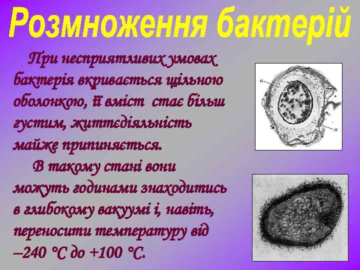 При несприятливих умовах бактерія вкривається щільною оболонкою, її вміст стає більш густим, життєдіяльність майже