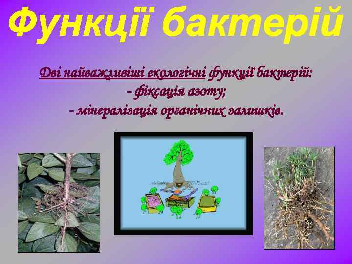 Дві найважливіші екологічні функції бактерій: - фіксація азоту; - мінералізація органічних залишків. 