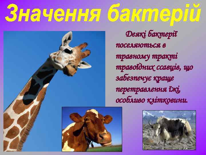 Деякі бактерії поселяються в травному тракті травоїдних ссавців, що забезпечує краще перетравлення їжі, особливо