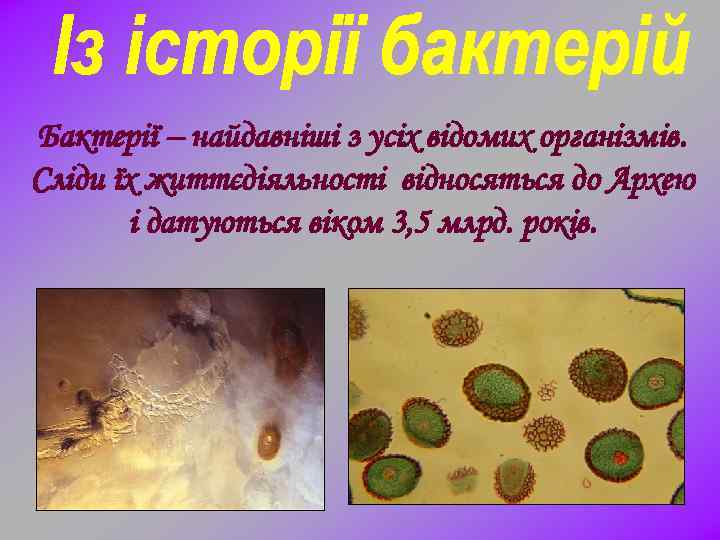 Бактерії – найдавніші з усіх відомих організмів. Сліди їх життєдіяльності відносяться до Архею і