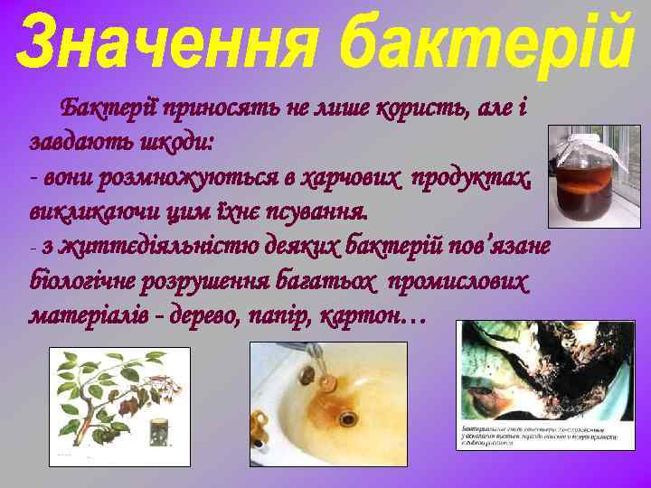 Бактерії приносять не лише користь, але і завдають шкоди: - вони розмножуються в харчових