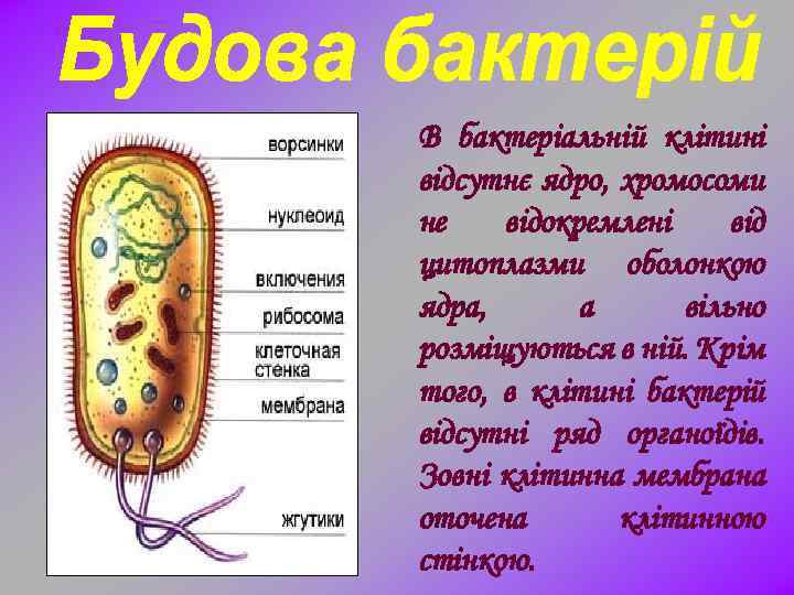 В бактеріальній клітині відсутнє ядро, хромосоми не відокремлені від цитоплазми оболонкою ядра, а вільно
