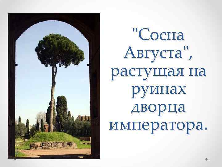 "Сосна Августа", растущая на руинах дворца императора. 